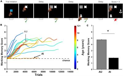 Violation of the ultrastructural size principle in the dorsolateral prefrontal cortex underlies working memory impairment in the aged common marmoset (Callithrix jacchus)